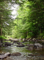 forest