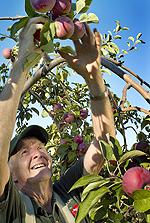 Picking apples. Bridget Besaw photo courtesy of Maine Farmland Trust