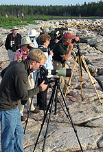 birders on breakwater