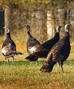 wild turkeys