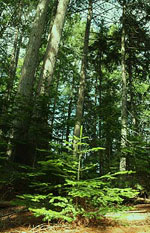 The North Woods of Maine