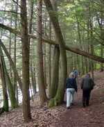 Hikers in the Presumpscot Preserve
