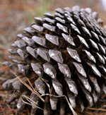 Pine cone